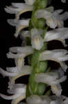 Great Plains lady's tresses